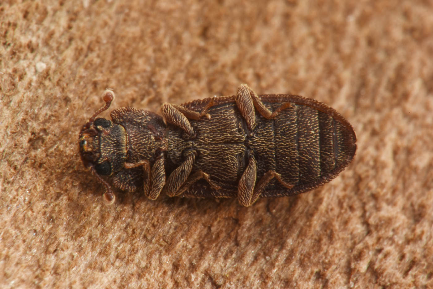 Zopheridae: Synchita undata (cfr.)